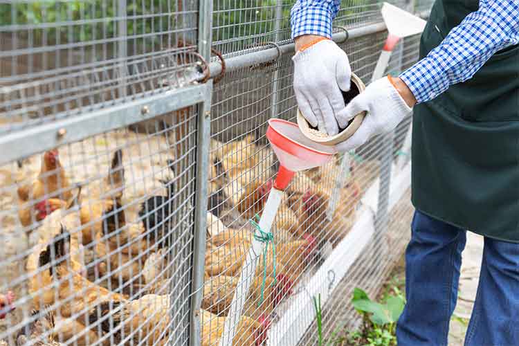 Poultry Livestock Sanitation.jpg