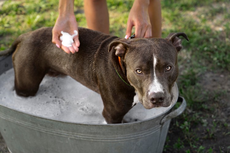 ¿Cómo beneficia el ácido hipocloroso a las mascotas?