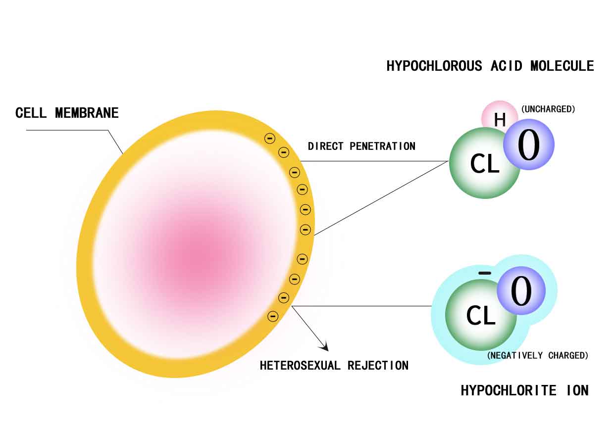  hypochlorous acid.jpg