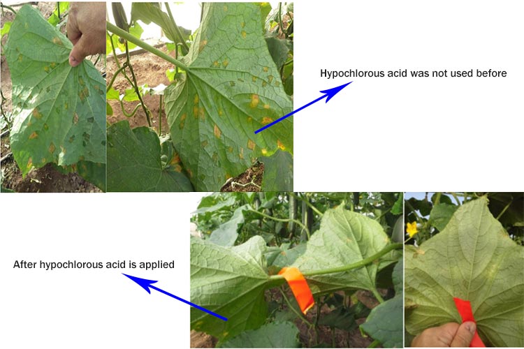 Hypochlorous acid is used in agriculture