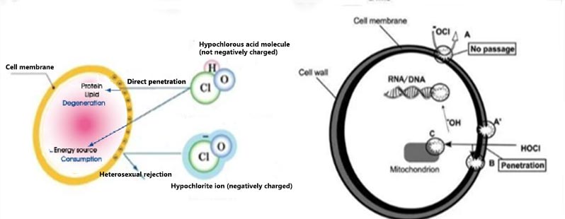 Hypochlorous acid generator