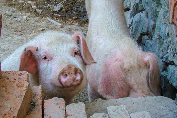 hypochlorous acid for disinfection in pig farms