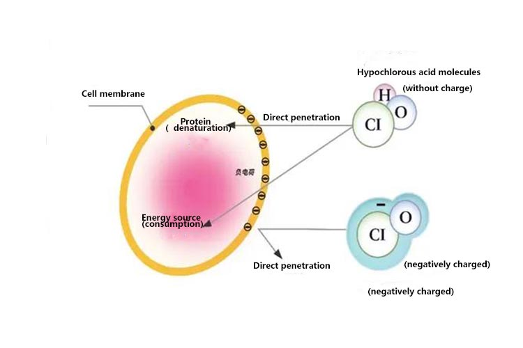 Hypochlorous acid generator 