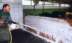 Disinfection of livestock pens