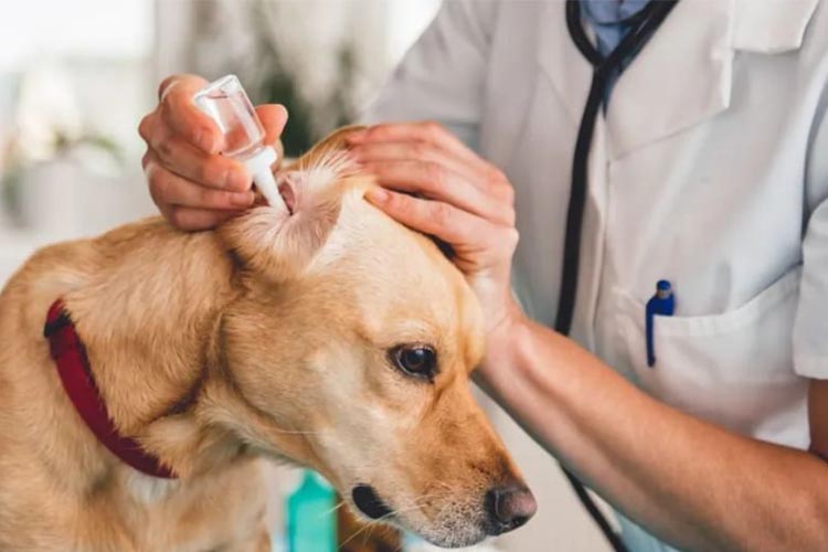 Hypochlorous acid for pet chronic externalotitis prevention